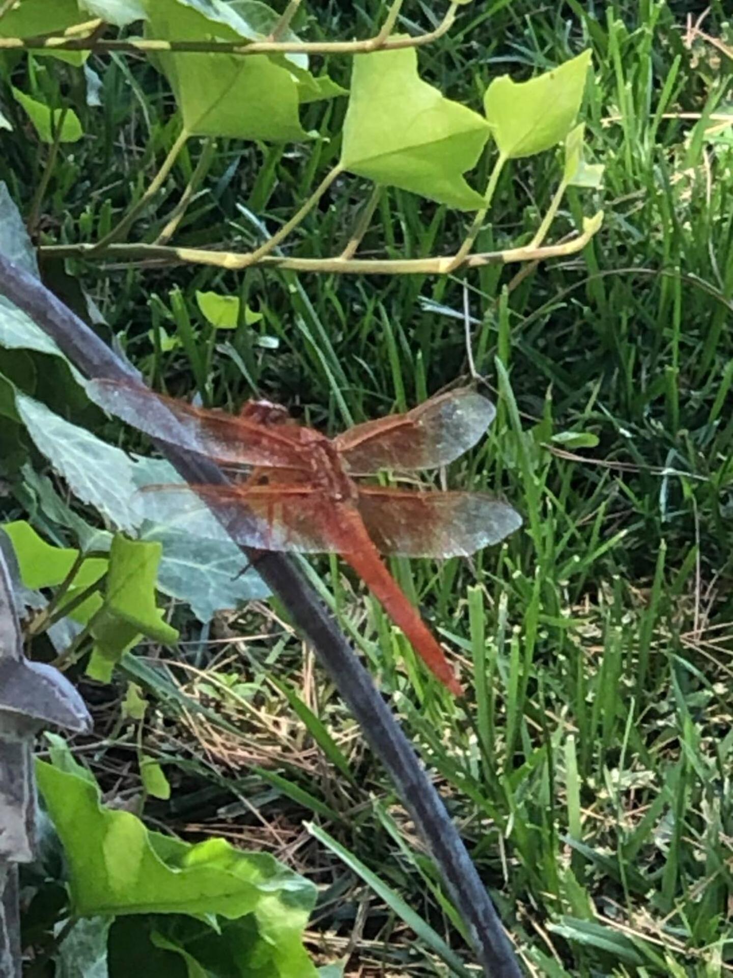 Dragonfly Cottage - Wend'Y Place Off Page Spring Cottonwood Zewnętrze zdjęcie